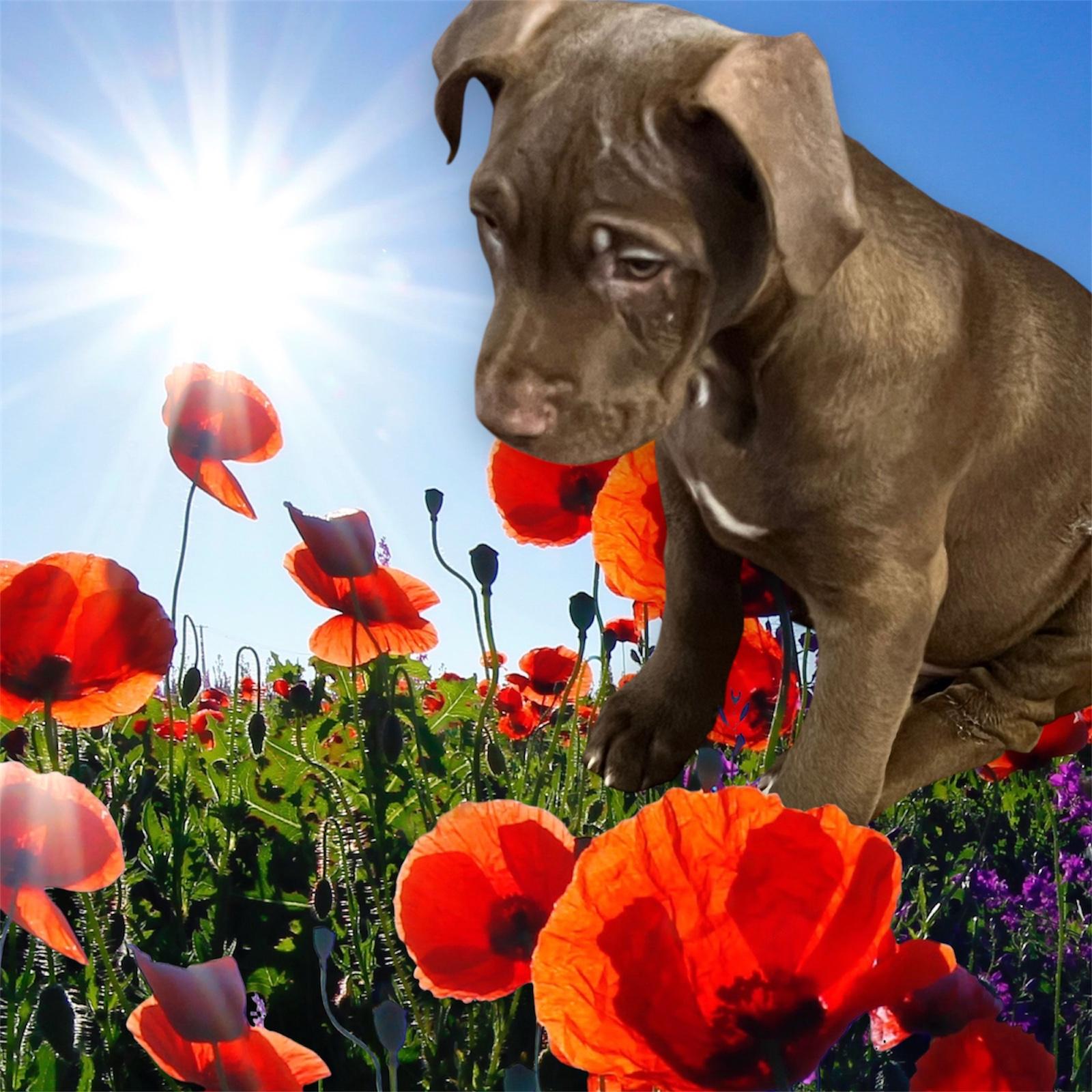 Choco, a Adoptable mixed breed in Chula Vista, CA image 3/3