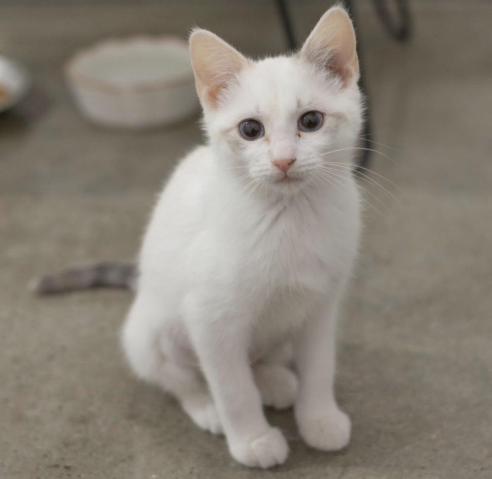 **Cat Cafe** Bingles Mcsquint, Adoptable, Kitten Female Domestic Short Hair.