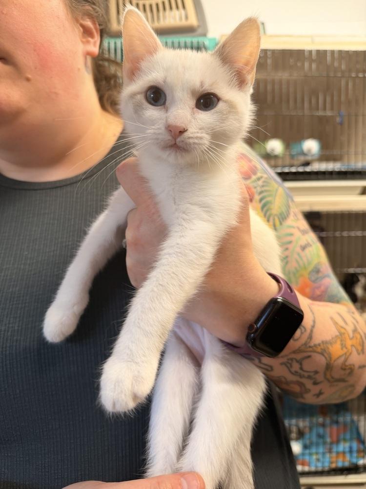 Enlarge **Cat Cafe** Bingles Mcsquint, a Adoptable Domestic Short Hair in Topeka, KS image 2/2