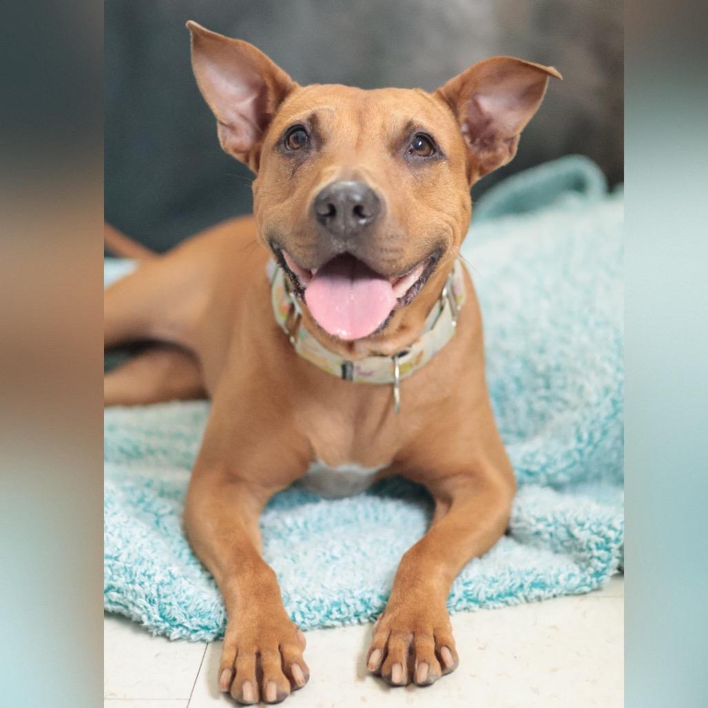 Jazz, a Adoptable Mixed Breed in Philadelphia, PA image 2/6