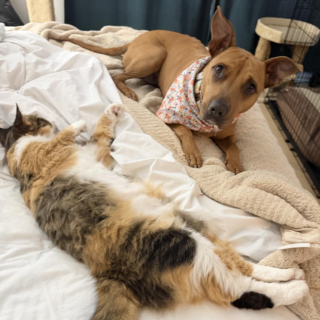 Jazz, a Adoptable Mixed Breed in Philadelphia, PA image 3/6
