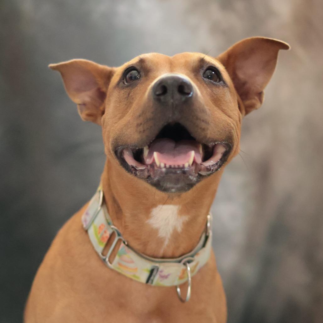 Jazz, a Adoptable Mixed Breed in Philadelphia, PA image 4/6