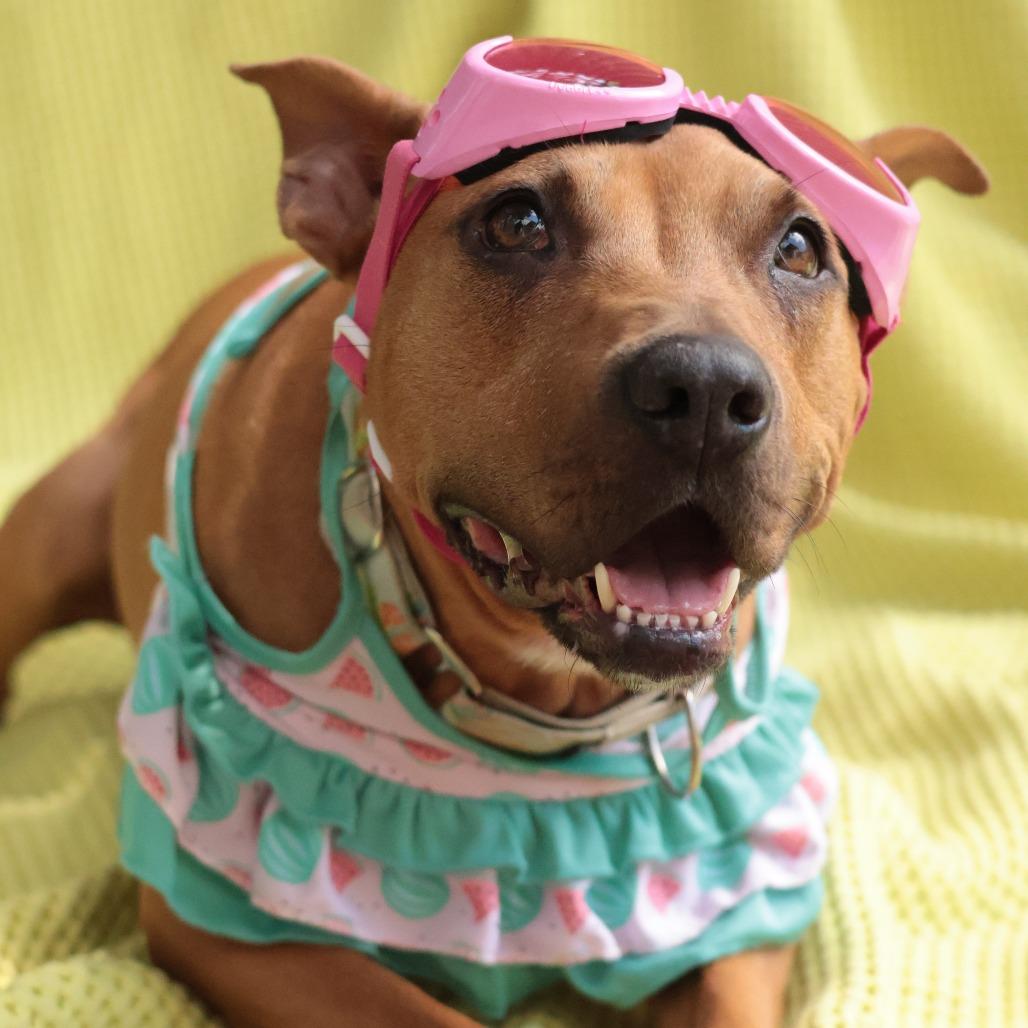 Jazz, a Adoptable Mixed Breed in Philadelphia, PA image 5/6