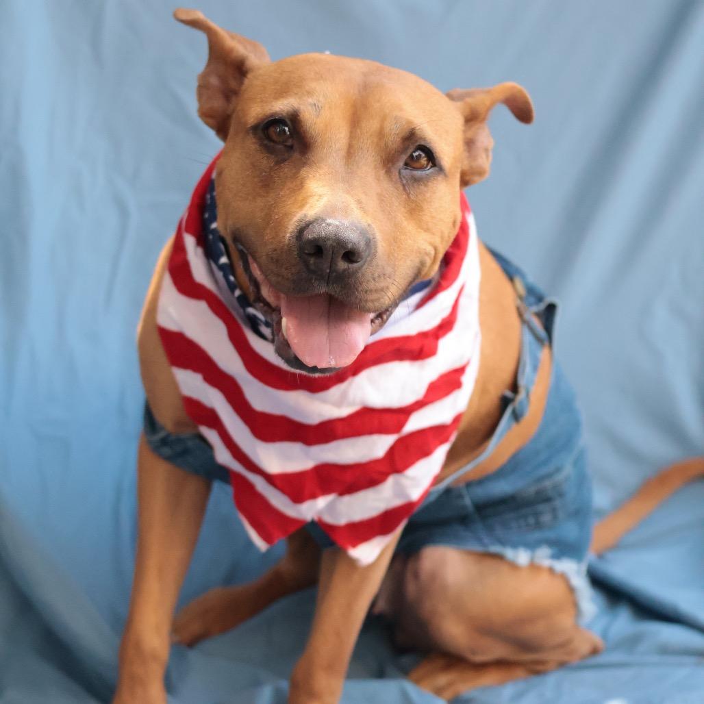 Jazz, a Adoptable Mixed Breed in Philadelphia, PA image 6/6