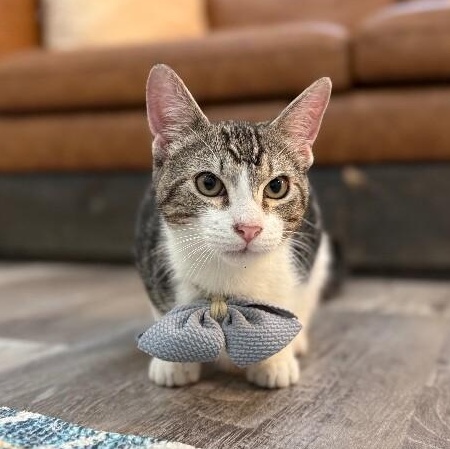 Bo Boon — thumbnail 3