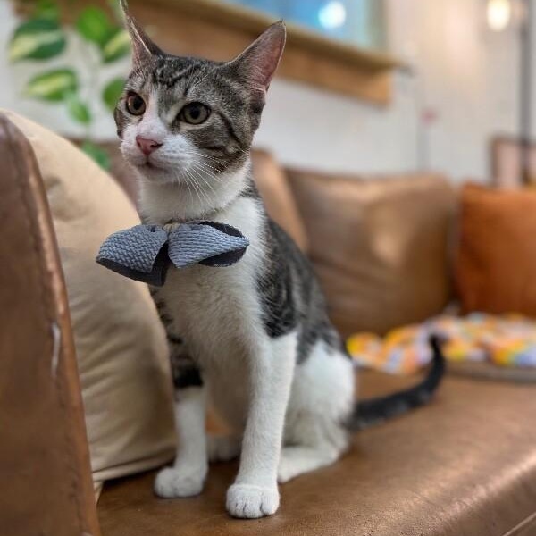 Bo Boon — thumbnail 5