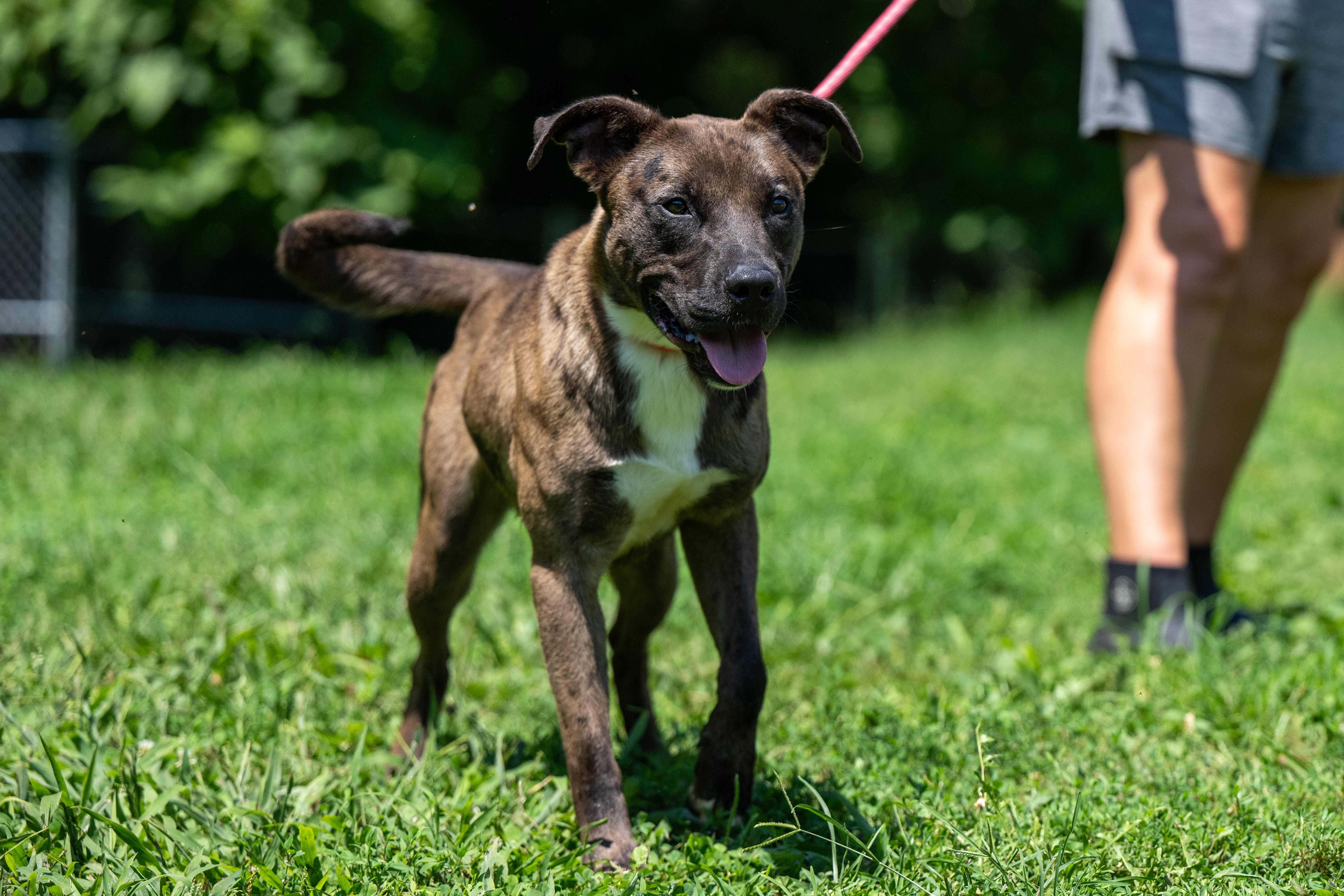 Chocolate Chip, a Adoptable mixed breed in Terre Haute, IN image 2/6