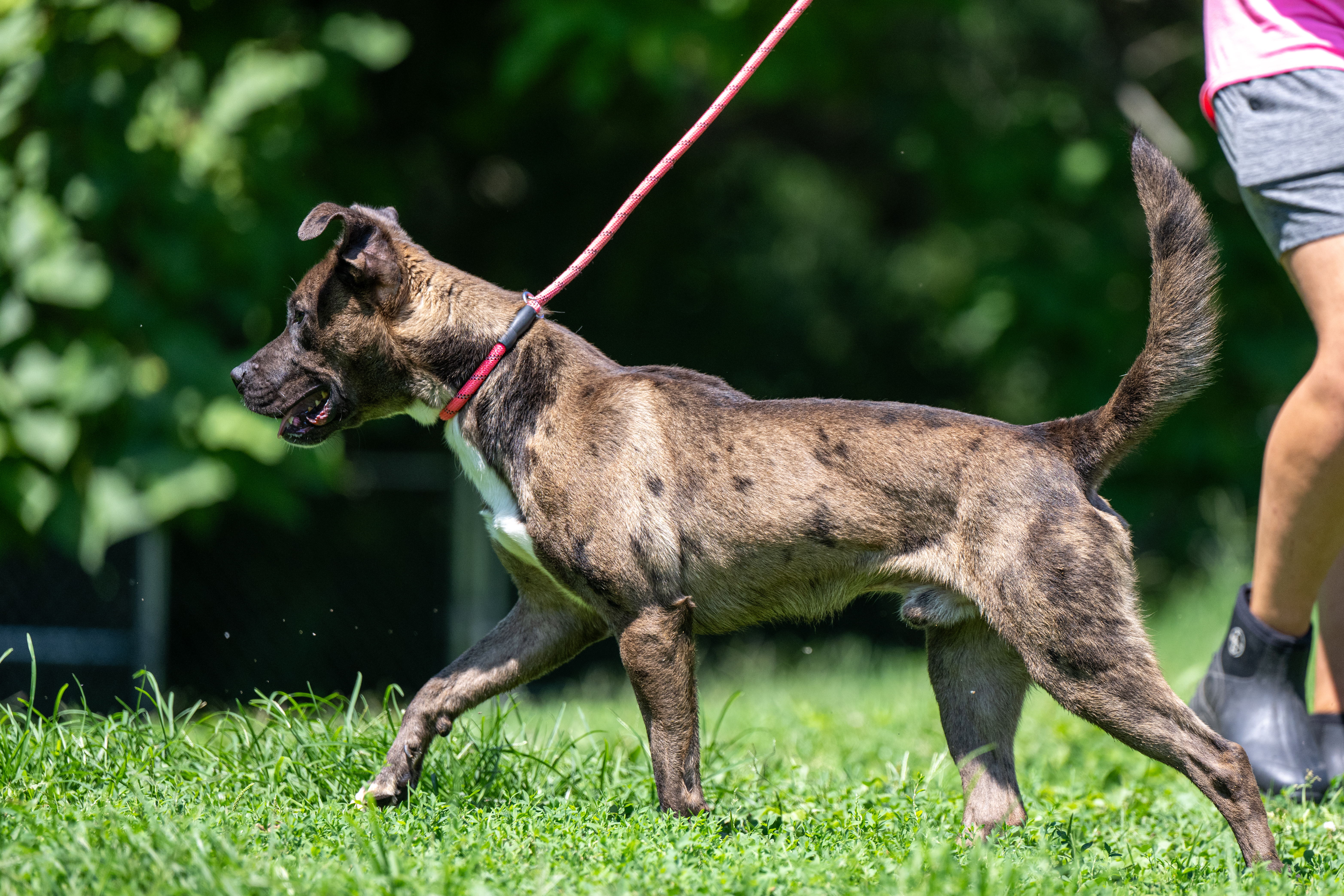 Chocolate Chip, a Adoptable mixed breed in Terre Haute, IN image 3/6