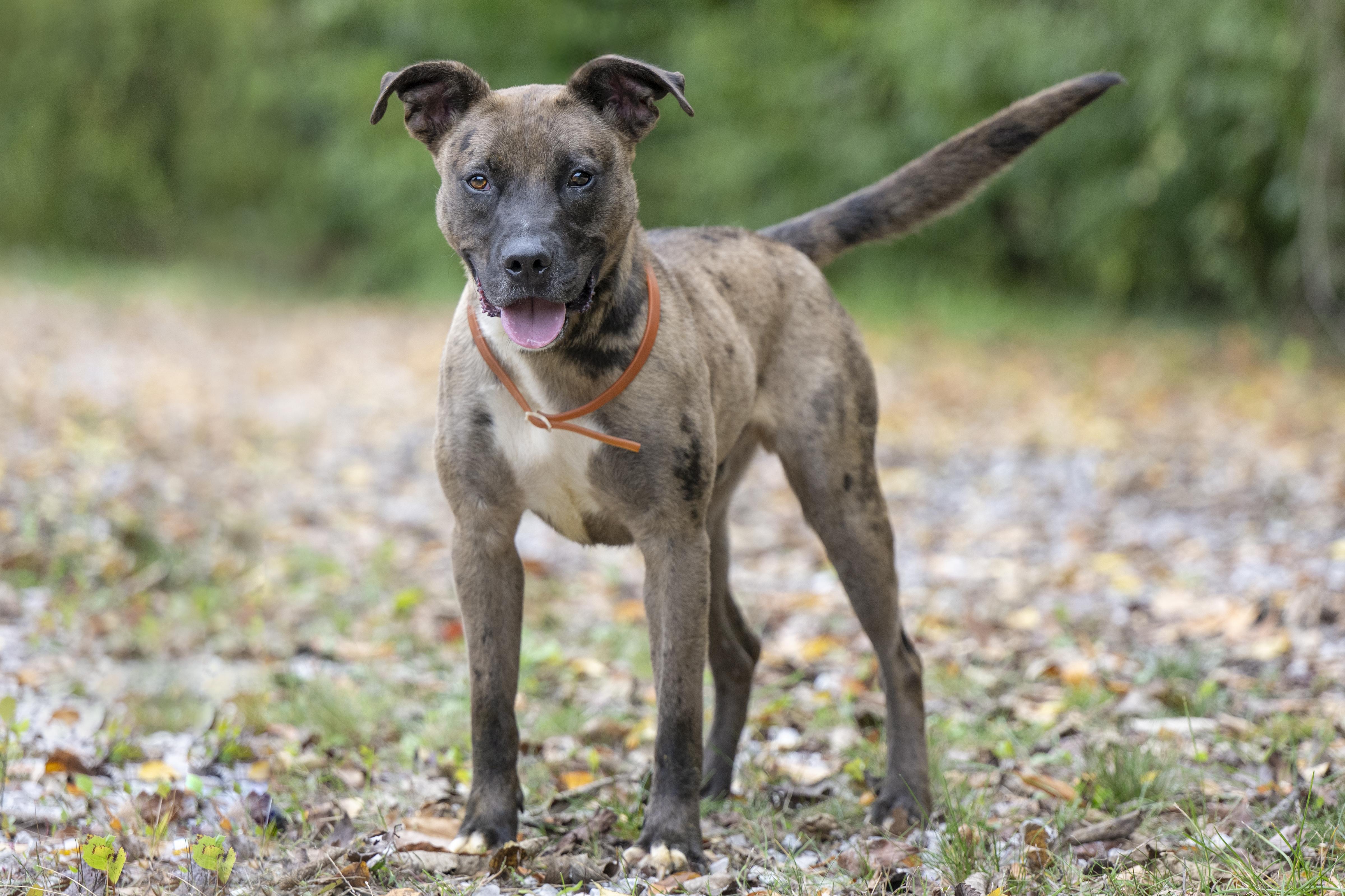 Chocolate Chip, a Adoptable mixed breed in Terre Haute, IN image 6/6