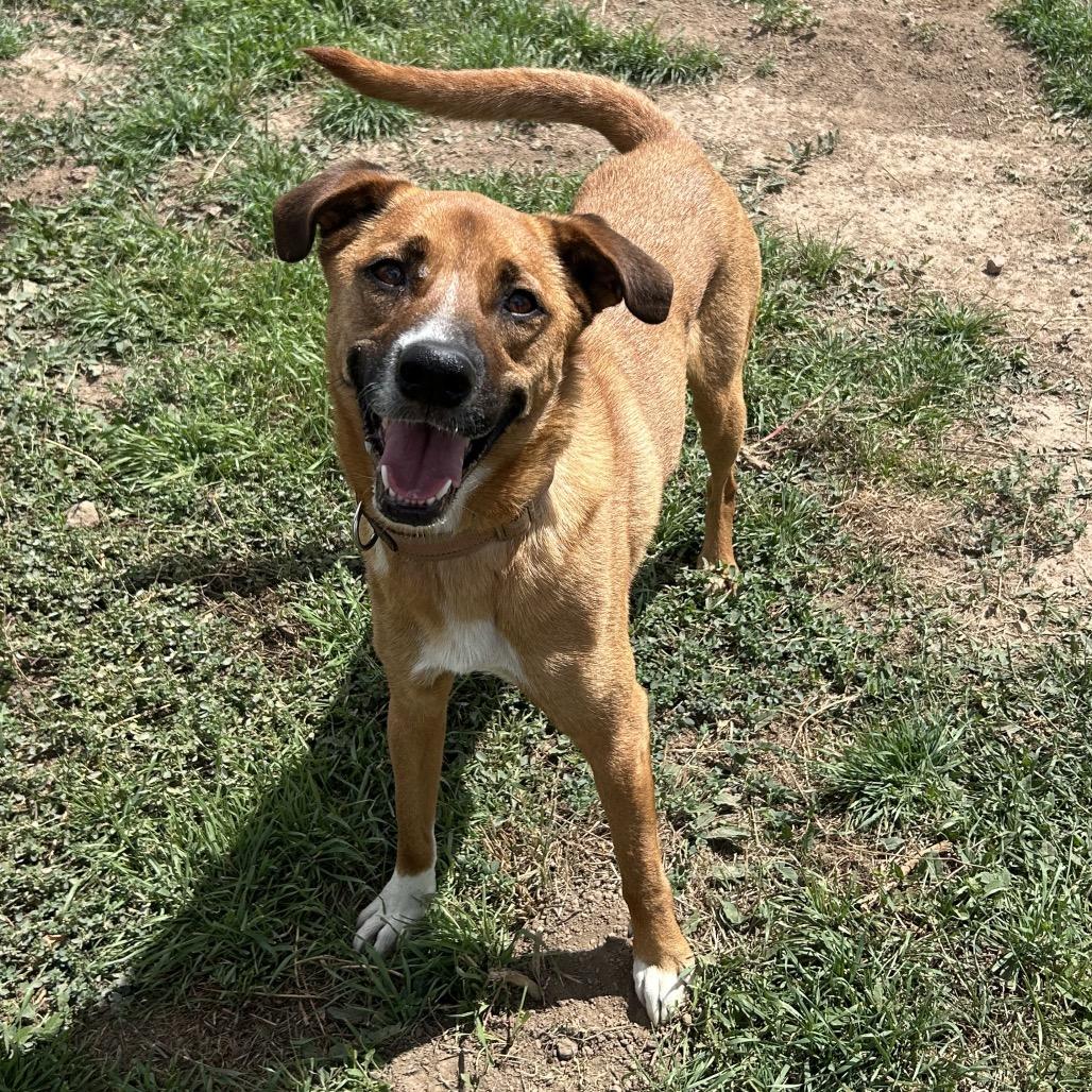 Ford - In Foster!, Adoptable, Adult Male Shepherd & Mixed Breed.