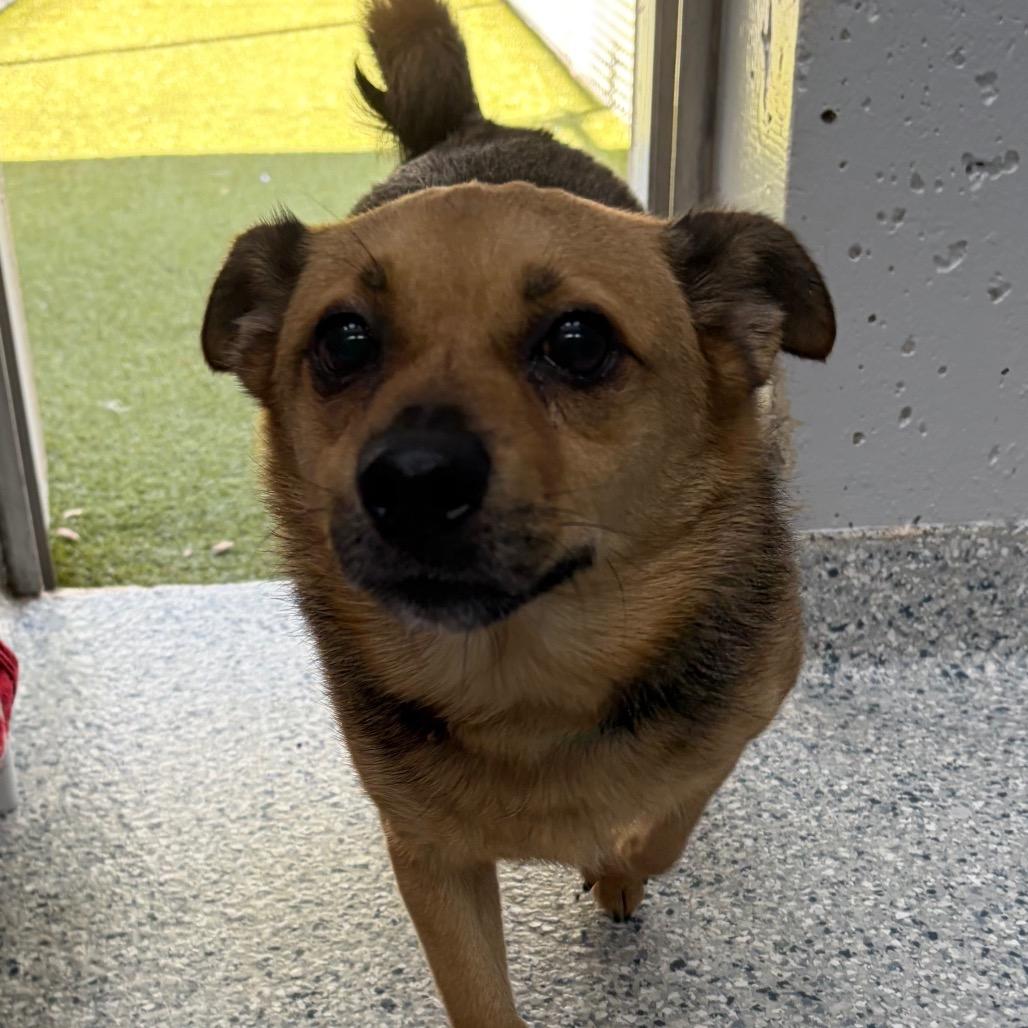 Enlarge Brownie, a Adoptable mixed breed in Scituate, MA image 1/1