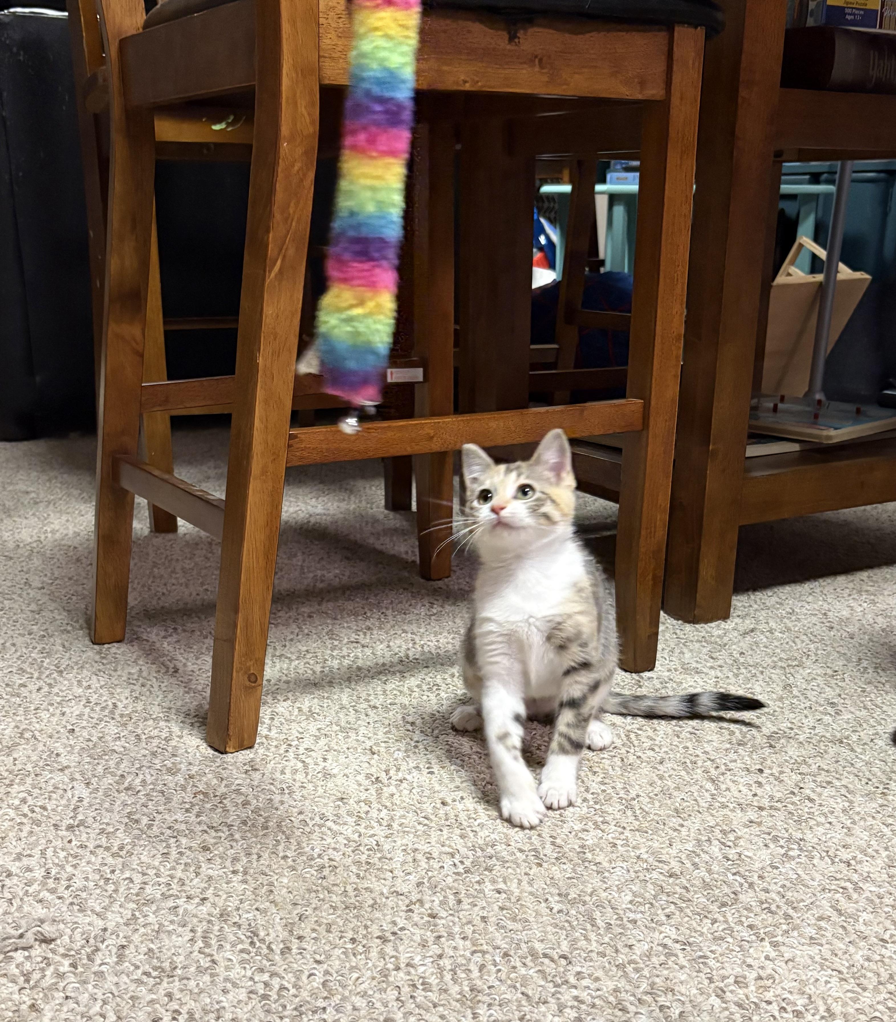 Enlarge Ginger, a ADOPTABLE Domestic Short Hair in Faribault, MN image 3/3