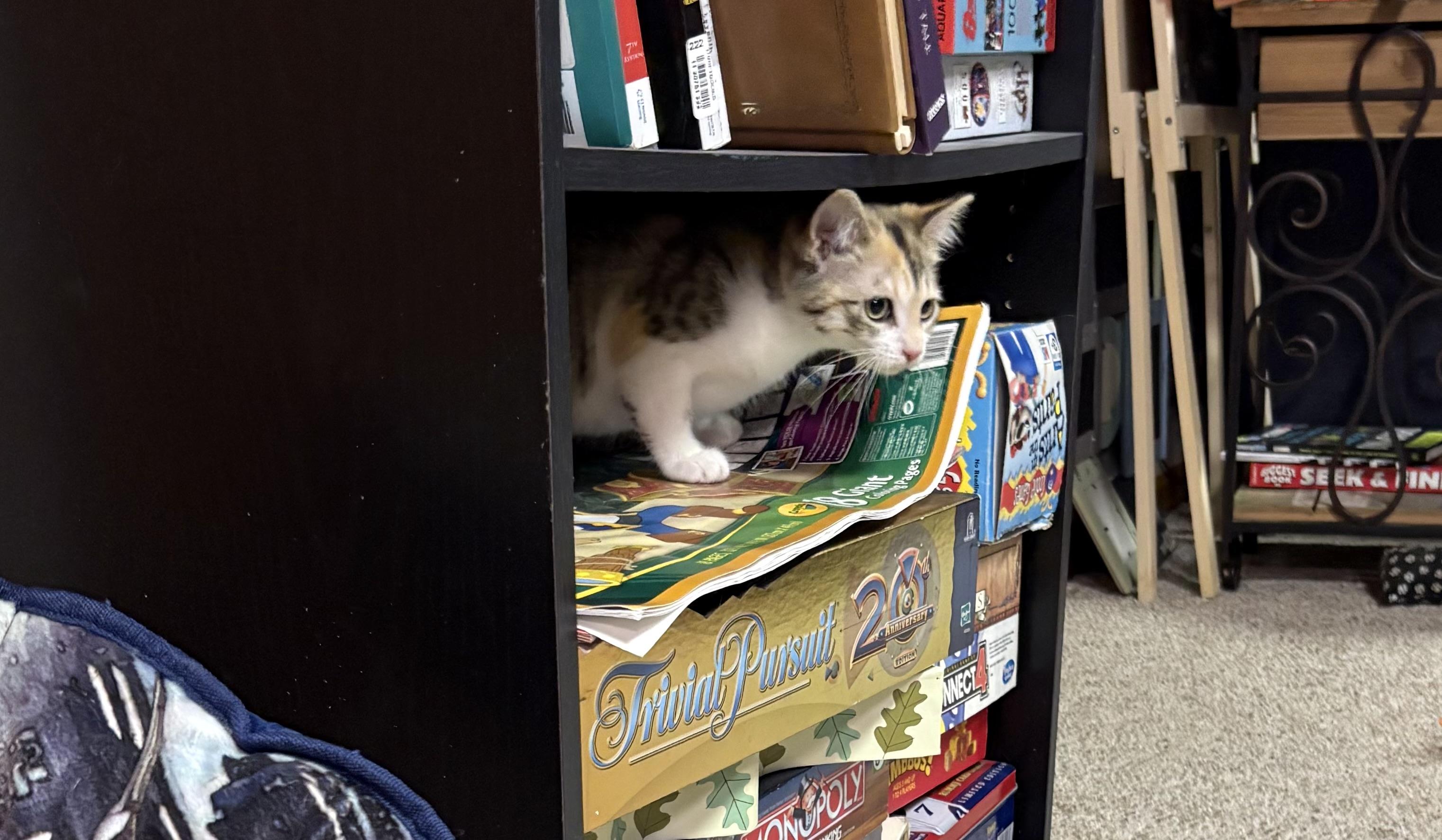 Enlarge Ginger, a ADOPTABLE Domestic Short Hair in Faribault, MN image 2/3