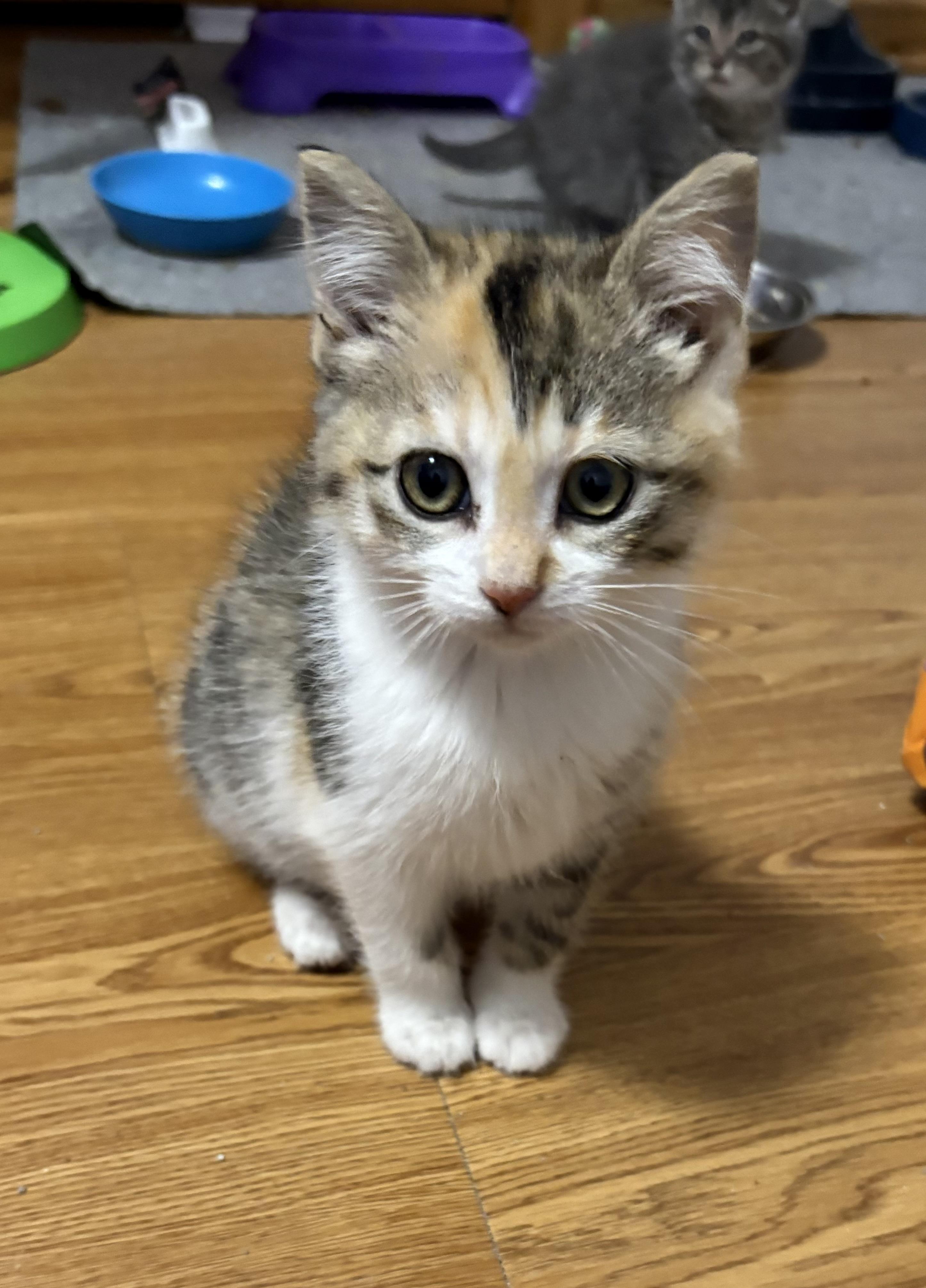Ginger, ADOPTABLE, Kitten Female Domestic Short Hair.