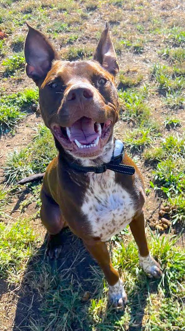 Enlarge Boots, a Adoptable mixed breed in Talent, OR image 2/4