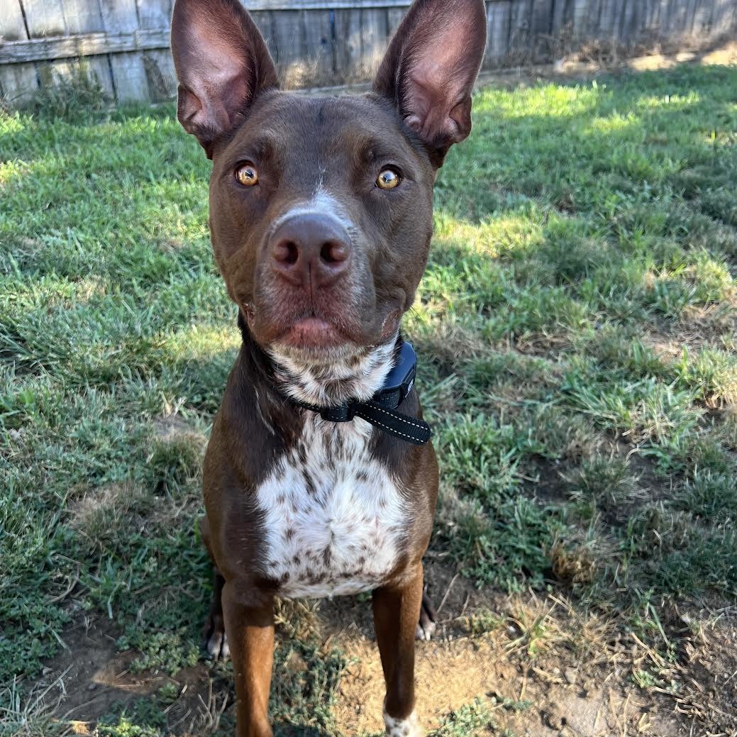 Enlarge Boots, a Adoptable mixed breed in Talent, OR image 1/4