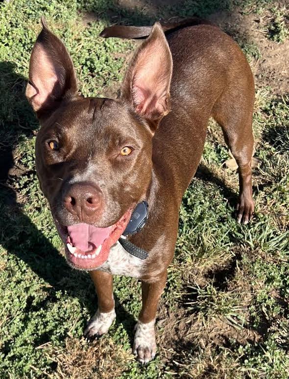 Enlarge Boots, a Adoptable mixed breed in Talent, OR image 4/4