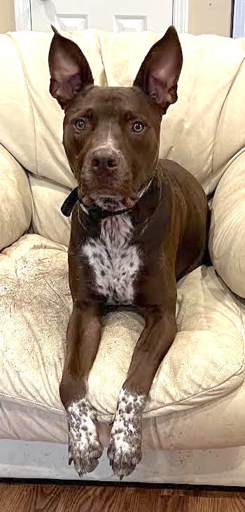 Enlarge Boots, a Adoptable mixed breed in Talent, OR image 3/4