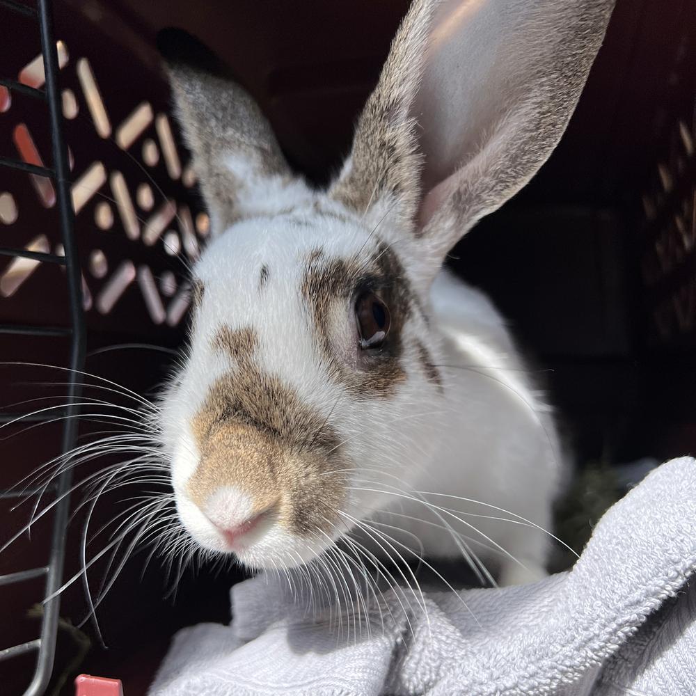 Enlarge Houdini, a Adoptable English Spot in Houston, TX image 1/5