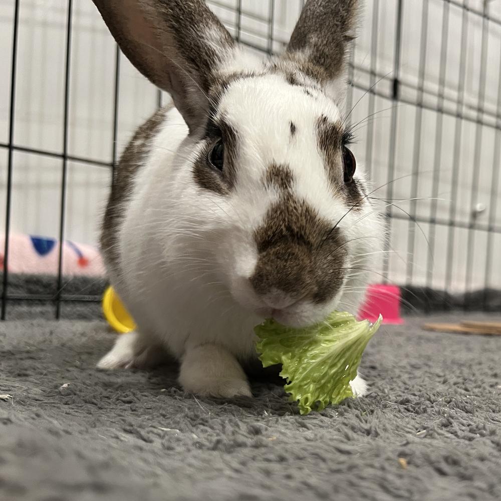 Enlarge Houdini, a Adoptable English Spot in Houston, TX image 2/5