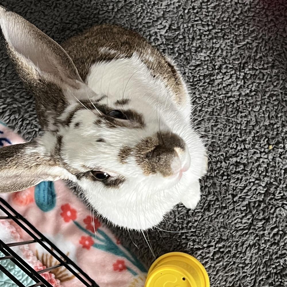 Enlarge Houdini, a Adoptable English Spot in Houston, TX image 3/5