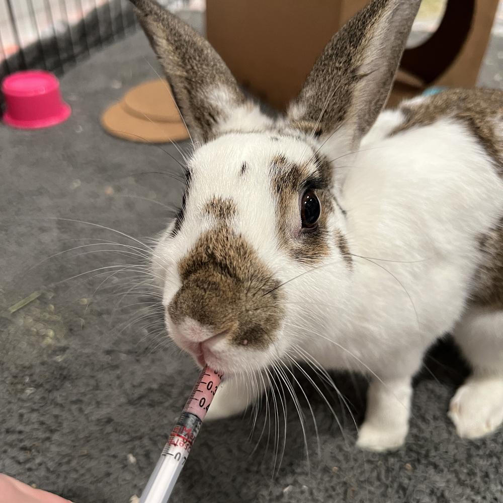 Enlarge Houdini, a Adoptable English Spot in Houston, TX image 4/5