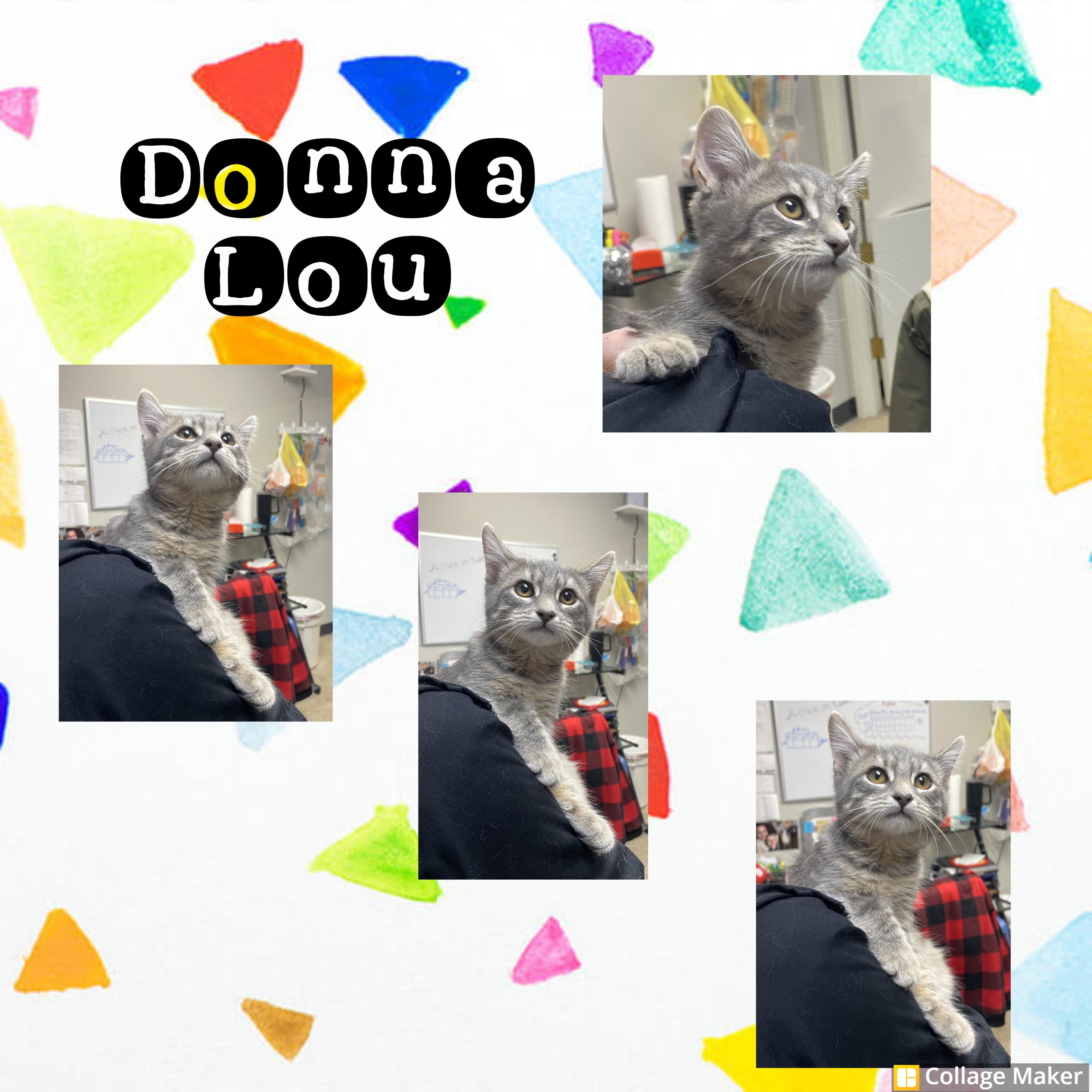 Enlarge Donna lou, a ADOPTABLE mixed breed in Clearfield, PA image 1/1