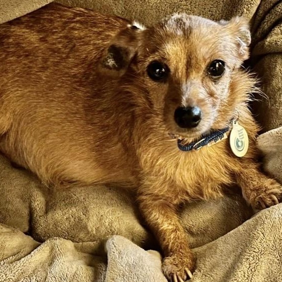 Enlarge Chelsea, a ADOPTABLE mixed breed in Santa Rosa, CA image 1/1