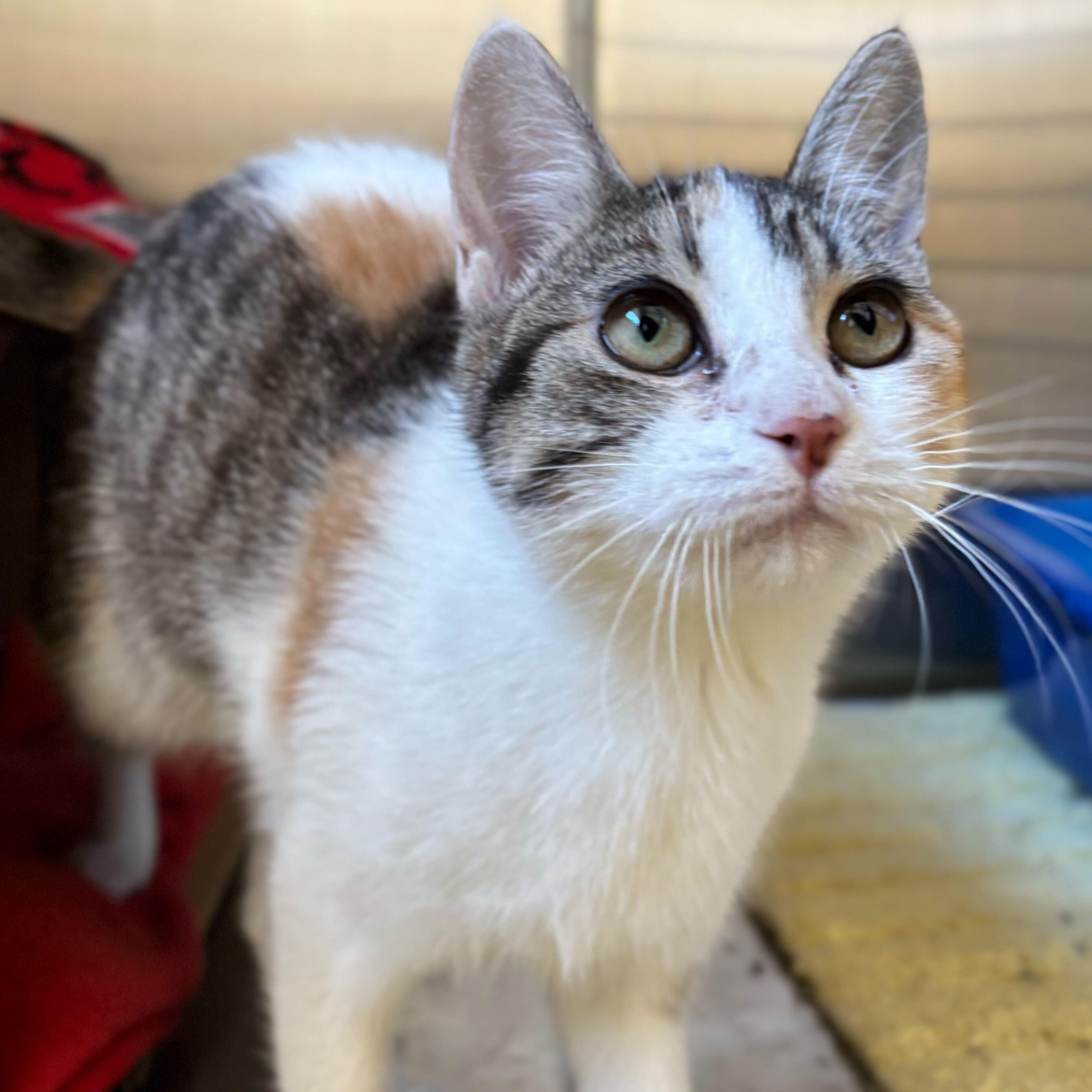 Feteasca - Name Your Own Adoption Fee!, a Adoptable Domestic Short Hair in Jefferson, WI image 4/6