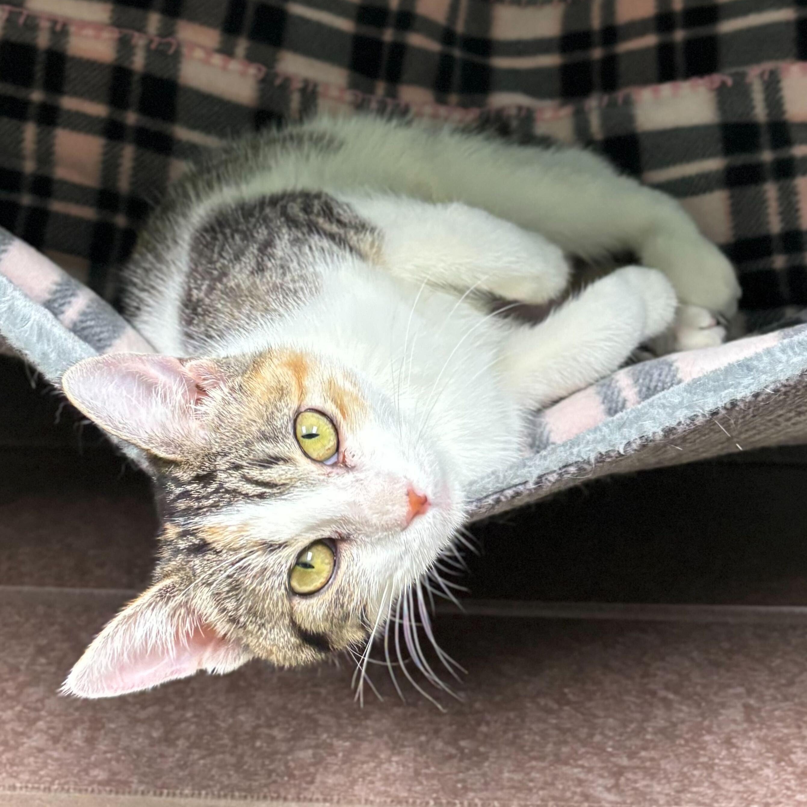 Feteasca - Name Your Own Adoption Fee!, a Adoptable Domestic Short Hair in Jefferson, WI image 2/6