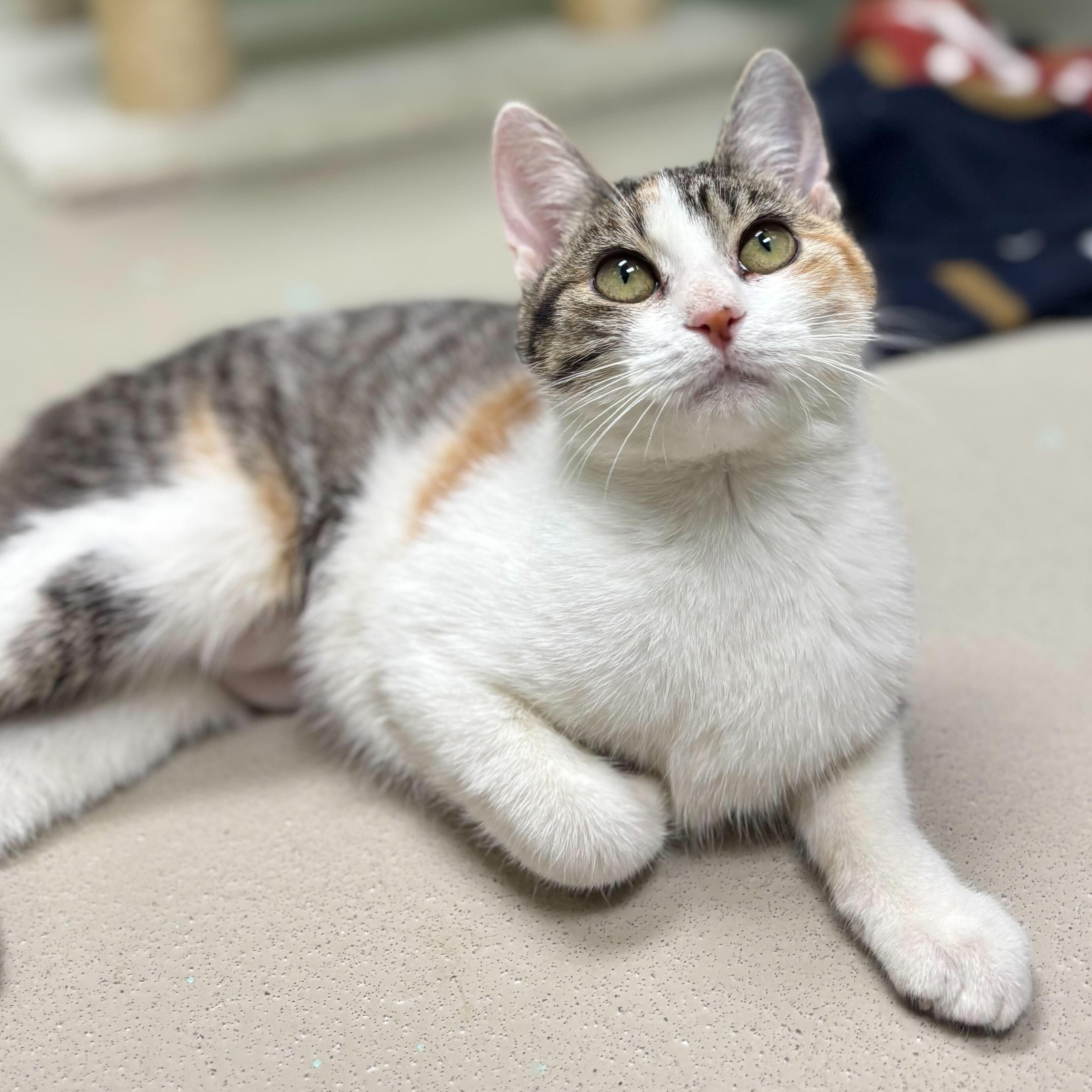 Feteasca - Name Your Own Adoption Fee!, a Adoptable Domestic Short Hair in Jefferson, WI image 3/6