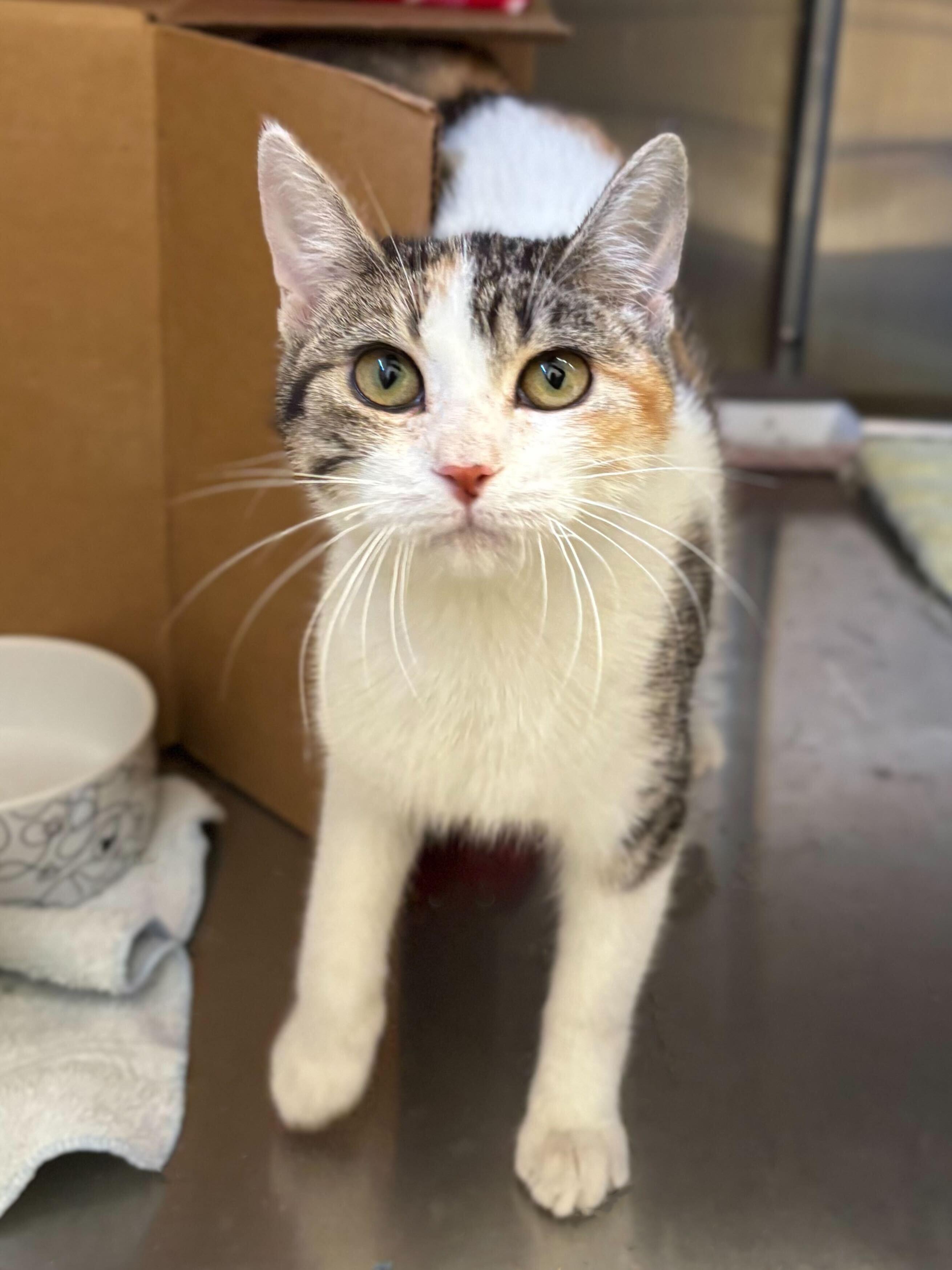 Feteasca - Name Your Own Adoption Fee!, a Adoptable Domestic Short Hair in Jefferson, WI image 5/6