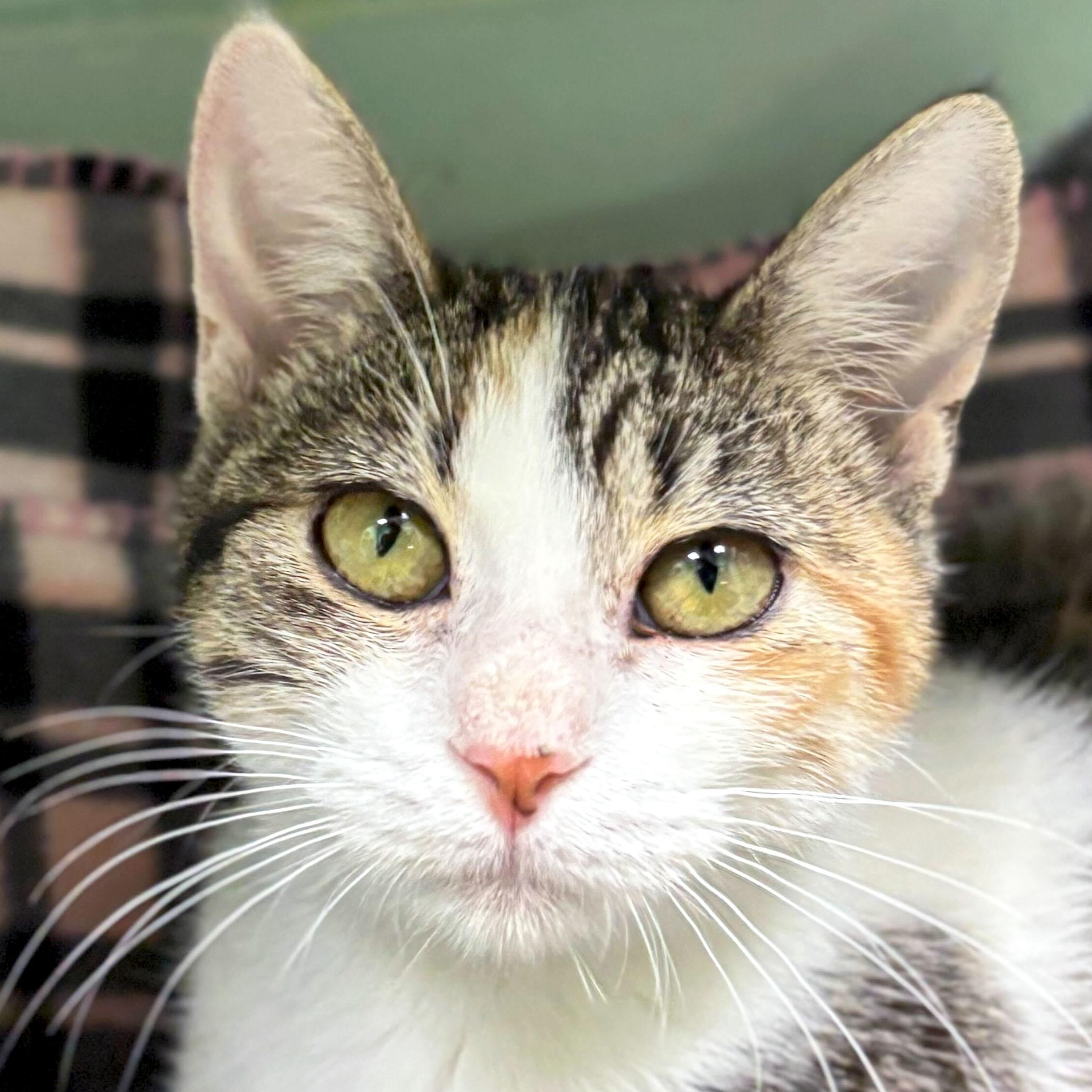 Feteasca - Name Your Own Adoption Fee!, Adoptable, Young Female Domestic Short Hair.