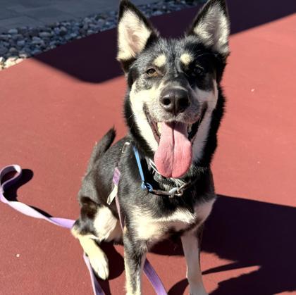 Savanna, Adoptable, Adult Female German Shepherd Dog & Mixed Breed.