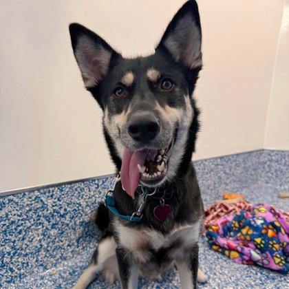 Enlarge Savanna, a Adoptable mixed breed in Elk Grove Village, IL image 2/3