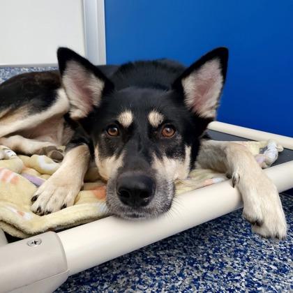 Enlarge Savanna, a Adoptable mixed breed in Elk Grove Village, IL image 3/3