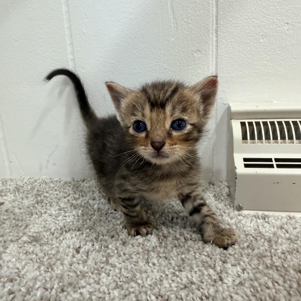 Teeny, Adoptable, Kitten Female Domestic Short Hair.
