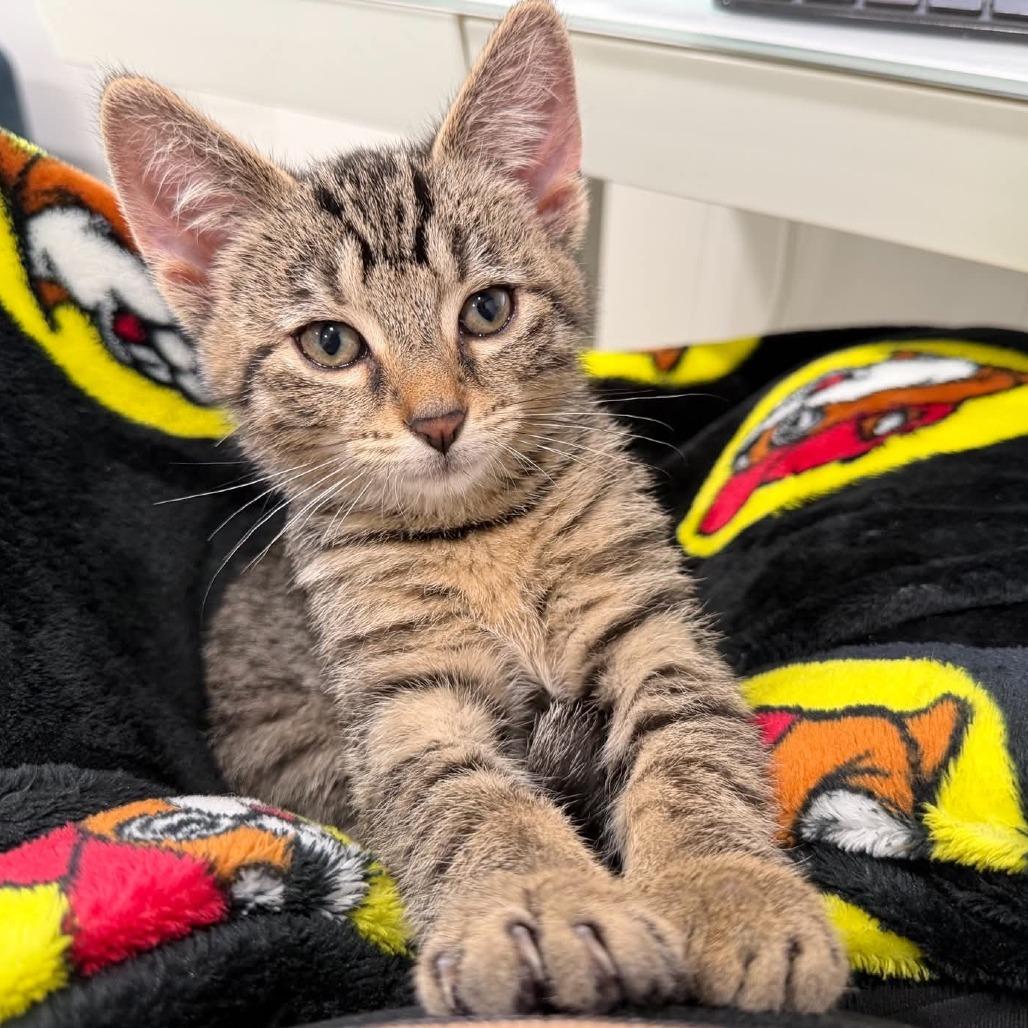 Enlarge Teeny, a Adopted Domestic Short Hair in North Canton, OH image 2/4