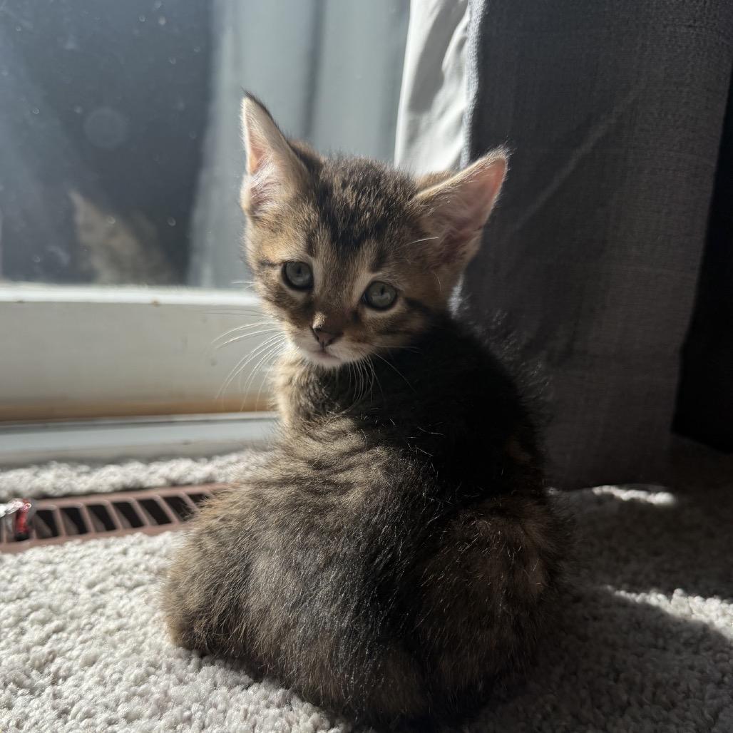 Enlarge Teeny, a Adoptable Domestic Short Hair in North Canton, OH image 2/2