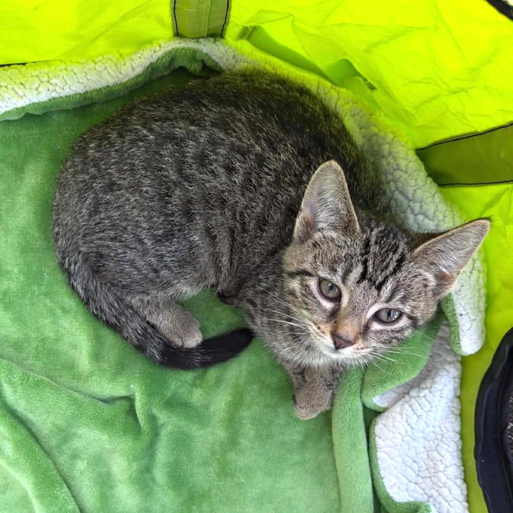 Enlarge Teeny, a Adopted Domestic Short Hair in North Canton, OH image 4/4