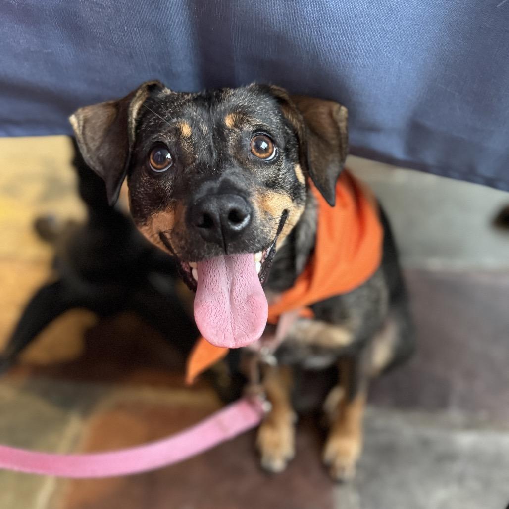 Jayde, Adoptable, Adult Female Beagle & Terrier.