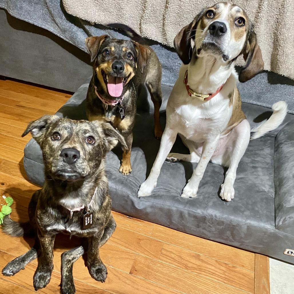 Enlarge Jayde, a Adoptable mixed breed in Fairfax, VA image 5/6