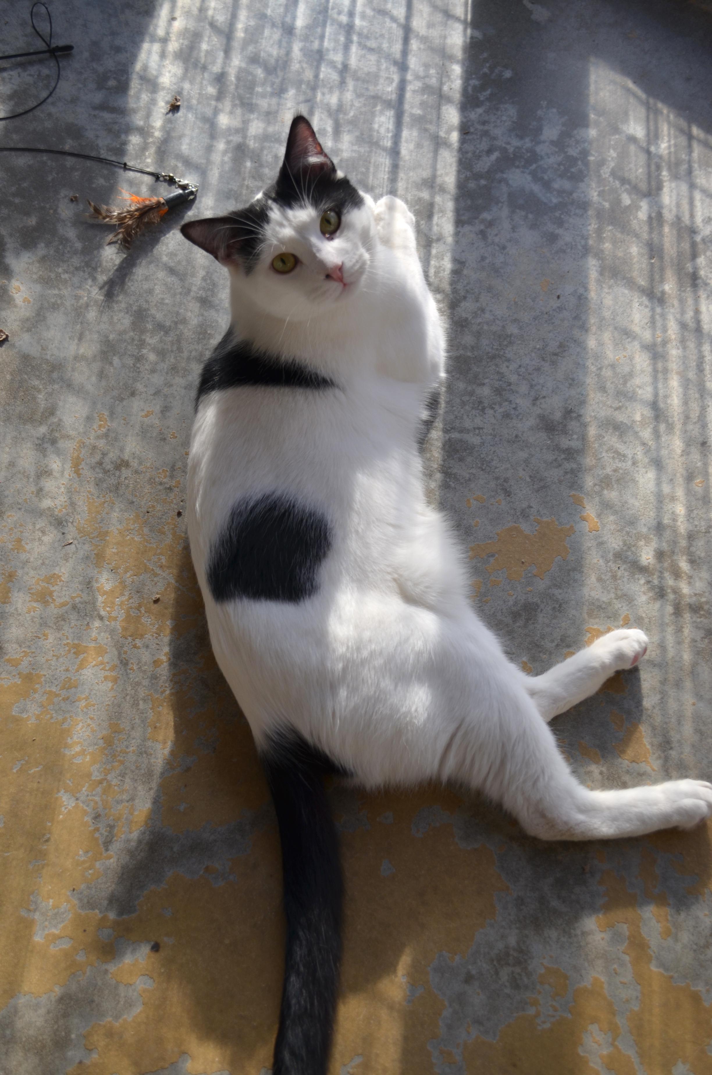 Zoreo, a Adoptable Domestic Short Hair in Westbrook, CT image 1/6