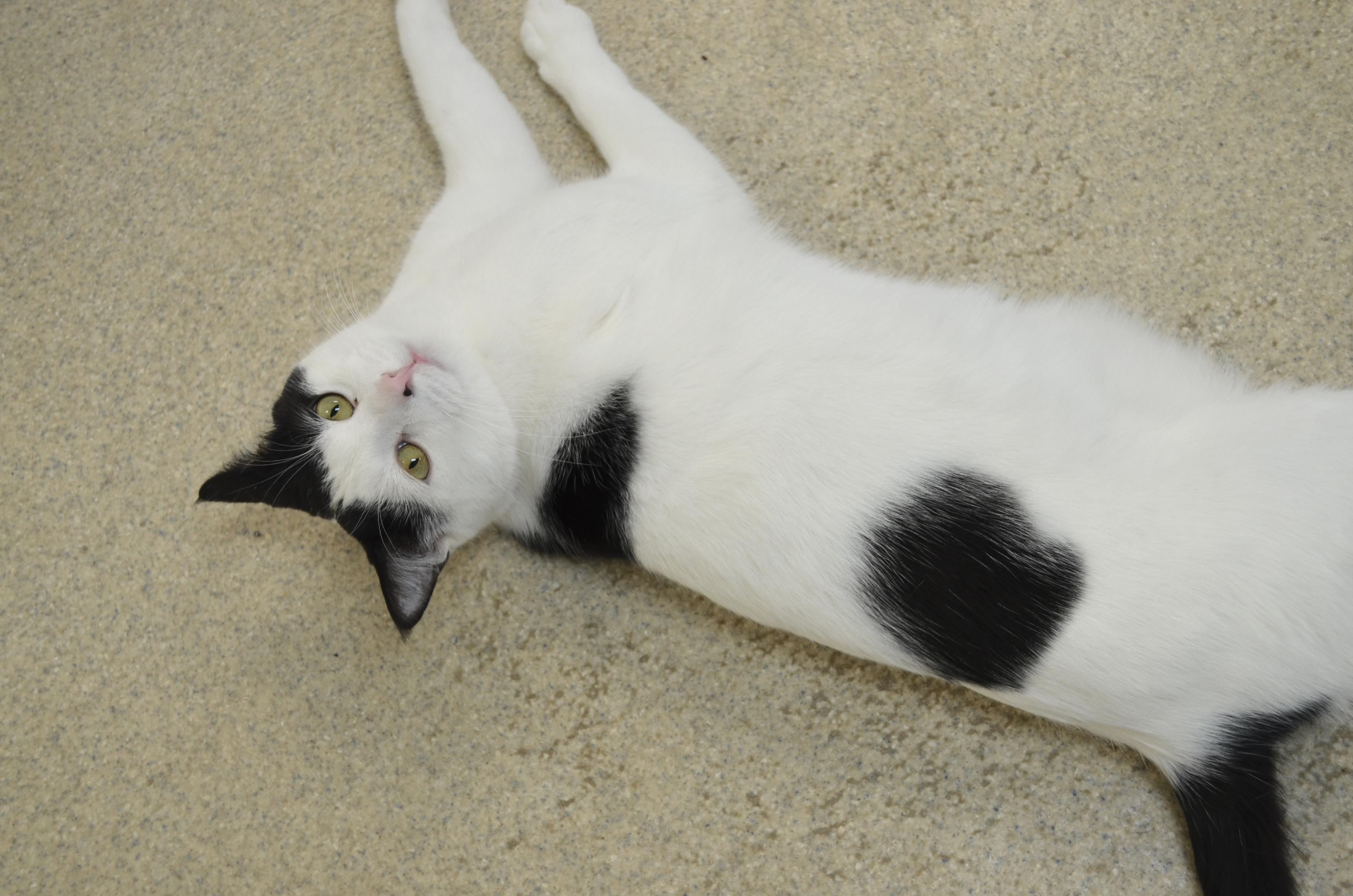 Zoreo, Adoptable, Adult Male Domestic Short Hair.