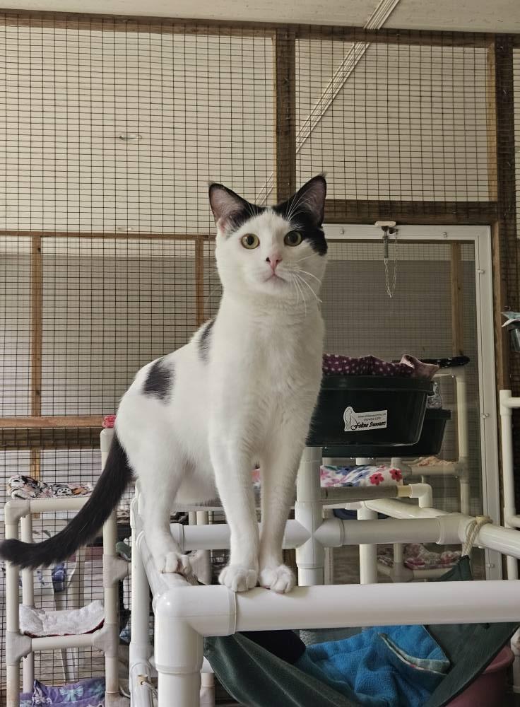 Zoreo, a Adoptable Domestic Short Hair in Westbrook, CT image 2/6