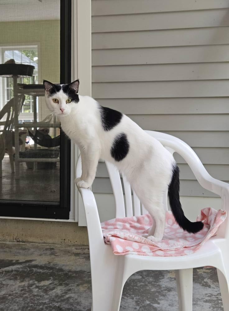 Zoreo, a Adoptable Domestic Short Hair in Westbrook, CT image 5/6