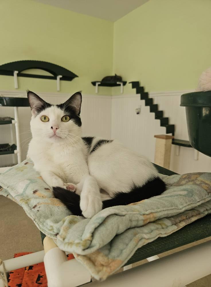 Zoreo, a Adoptable Domestic Short Hair in Westbrook, CT image 4/6