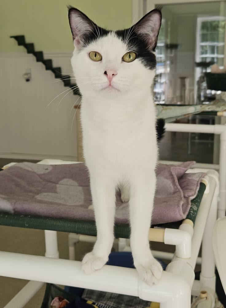 Zoreo, a Adoptable Domestic Short Hair in Westbrook, CT image 6/6