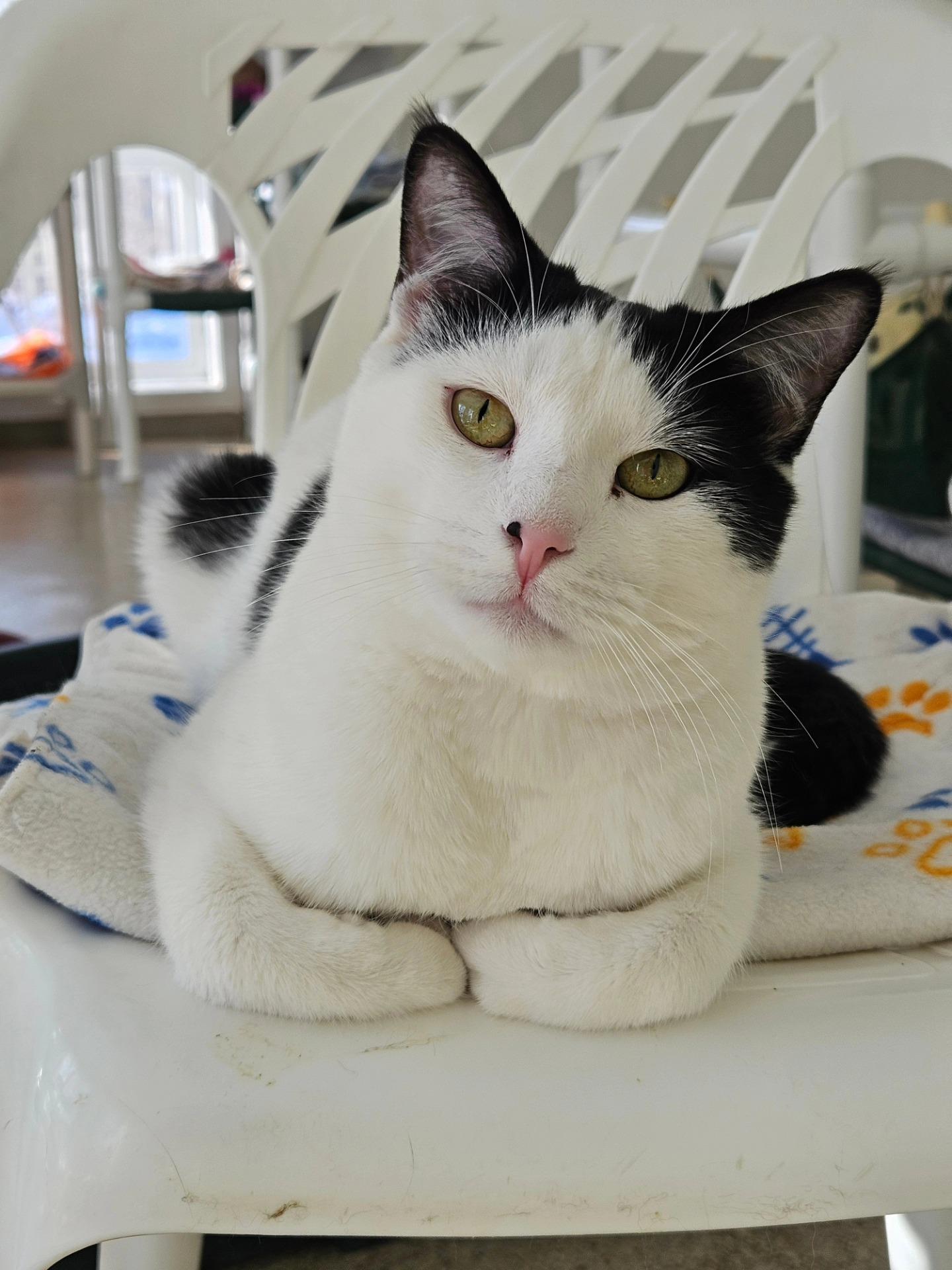 Enlarge Zoreo, a Adoptable Domestic Short Hair in Westbrook, CT image 1/6