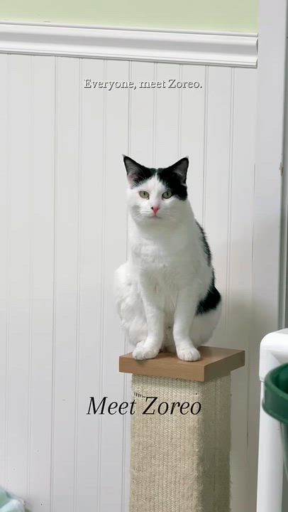 Enlarge Zoreo, a Adoptable Domestic Short Hair in Westbrook, CT video 6/6